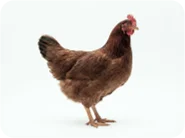 Hen